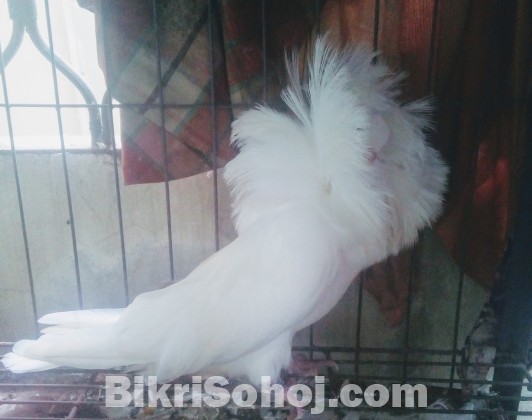 Jacobin pigeon (Female/Madi)